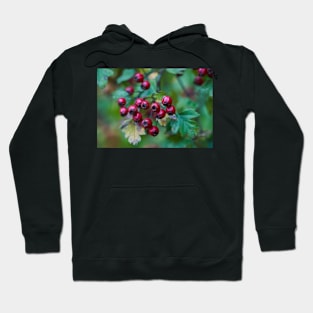 Ripe hawthorn berries Hoodie